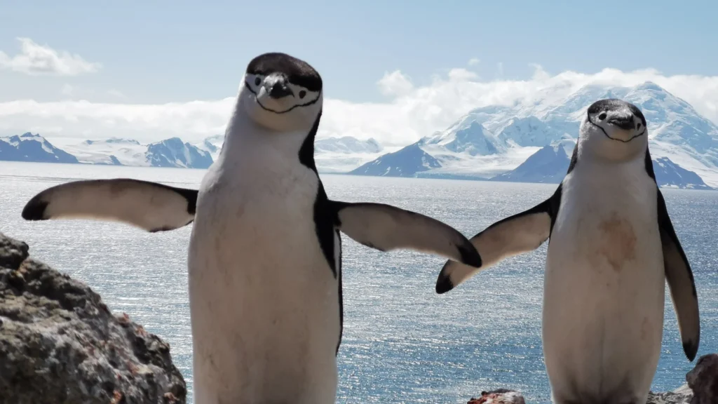 Mogauto apadrina a un pinguino
